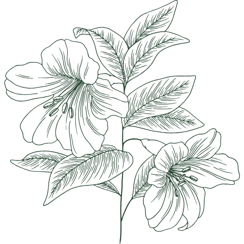 Icône plante Tabioa, ingrédients d’origine végétale et biologique